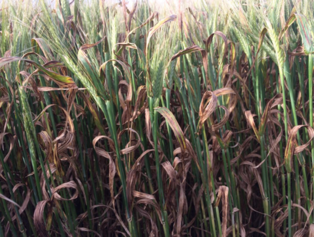 Net form net blotch infection in barley. Image: Andrea Hills, DPIRD