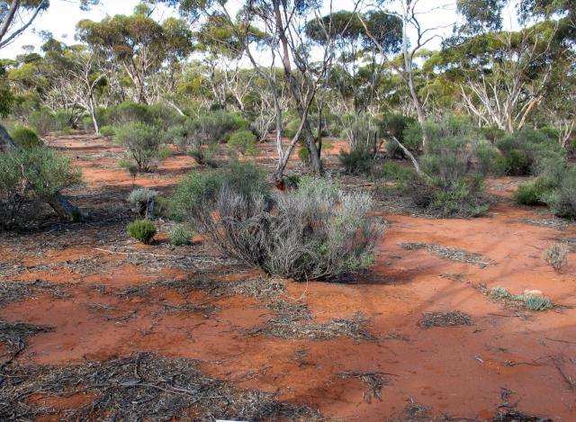 Photograph of a eucalypt-eremophila woodland community in fair condition