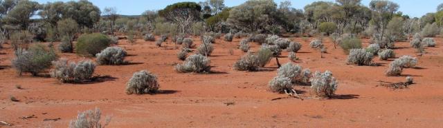 There are abundant unpalatable species and few palatable species, large bare areas, and obvious erosion Photograph of a pearl bluebush community in poor condition