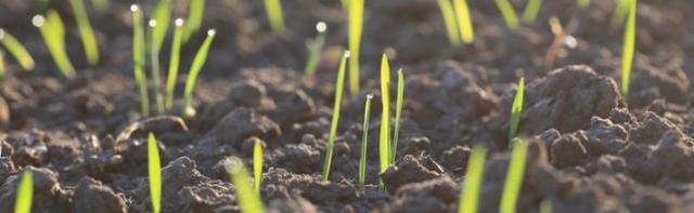 Soil with sprouting plants