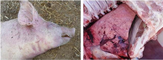 Pig disease signs Pig disease signs