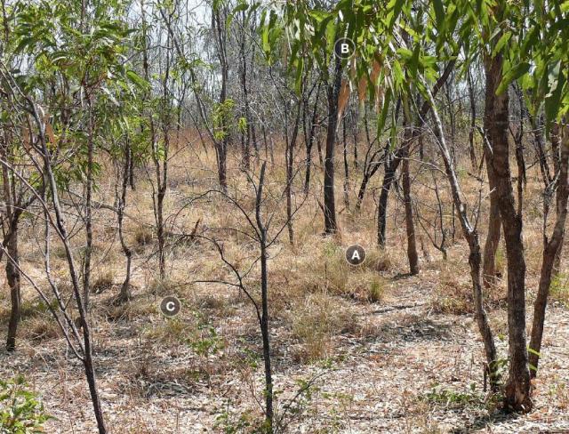 Pindan pastures in good condition have only moderate grazing value Photograph of Pindan pasture in fair condition in the Kimberley
