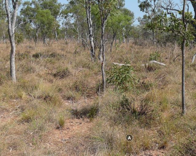 Photograph of Pindan pasture in good condition