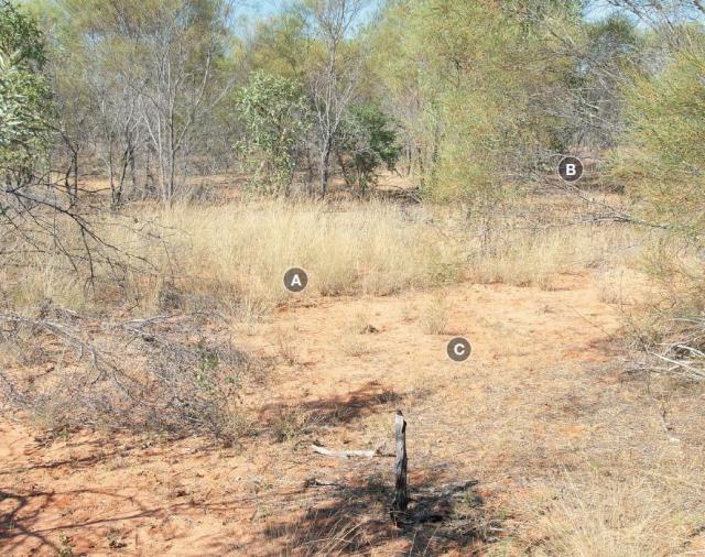 Recovery from this condition may not be possible or very slow. Photograph of Pindan pasture in poor condition in the Kimberley