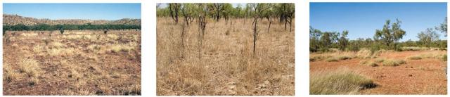 Three photographs showing variation in the appearance of poor condition rangeland pastures