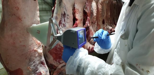 Portable Microwave System being used on lamb carcasses