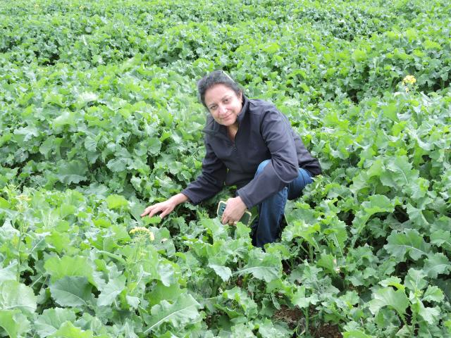 Dr Ravjit Khangura inspecting canola plants.