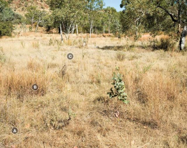 Photograph of ribbon grass pasture in fair condition