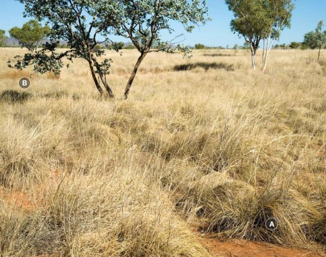 Photograph of ribbon grass pasture in good condition