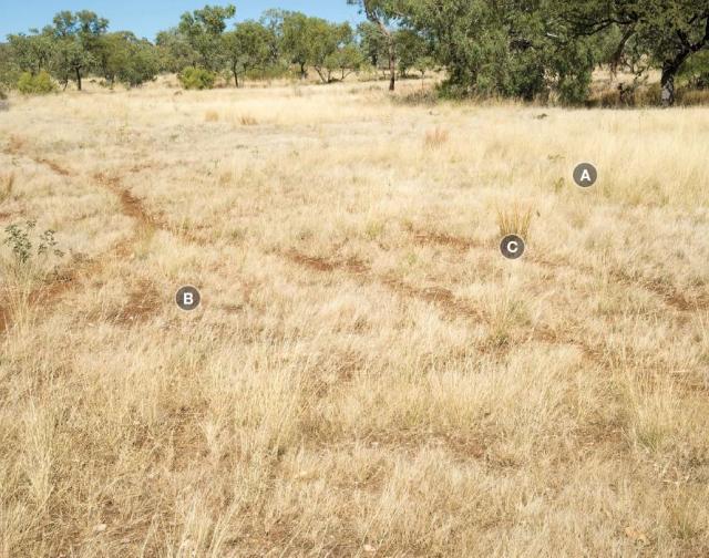 Ribbon grass pasture in poor condition is dominated by undesirable perennial grasses and annual grasses Photograph of ribbon grass pasture in poor condition