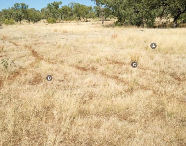 Photograph of ribbon grass pasture in poor condition