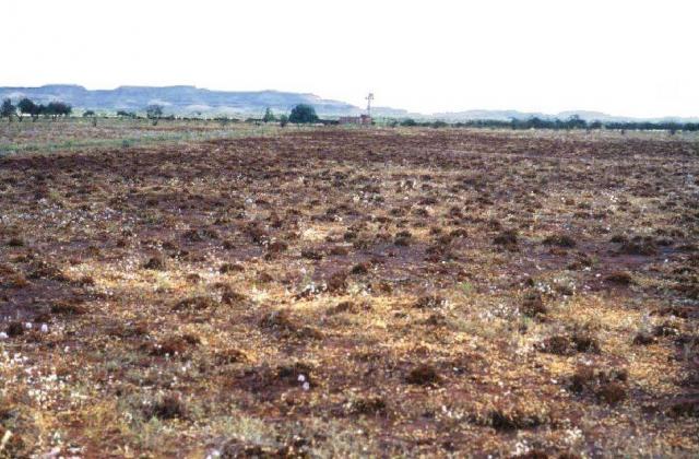 Photograph of ribbon grass pasture in poor condition