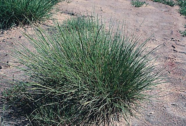 Photograph of a green Puccinellia tussock