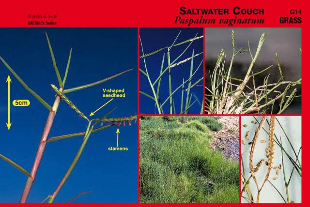 Photographs of saltwater couch plant and components from SALTdeck