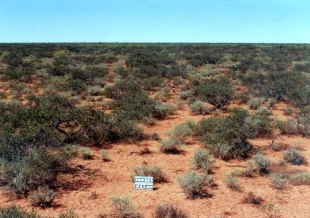 Desirable species grow in the shelter of the snakewood Photograph of snakewood chenopod pasture in good condition