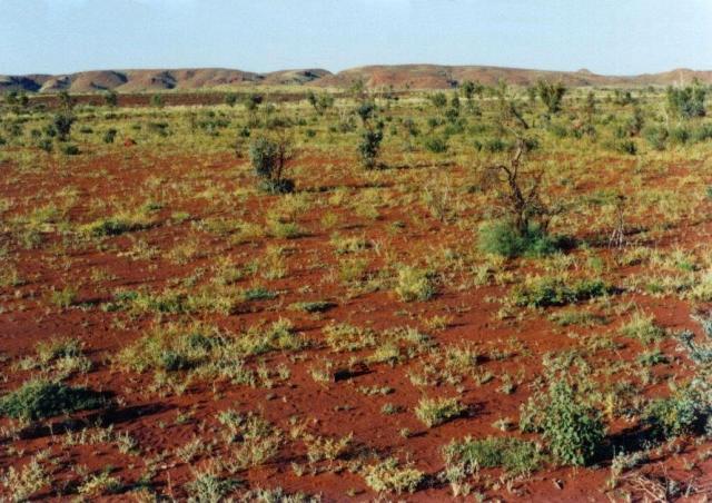 Productvity of soft spinifex is highest in the years after burning Photograph of a soft spinifex community in good condition