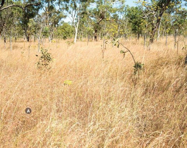 Tippera tall grass plain pasture in good condition has moderate grazing value Photograph of tippera tall grass plain pasture in good condition