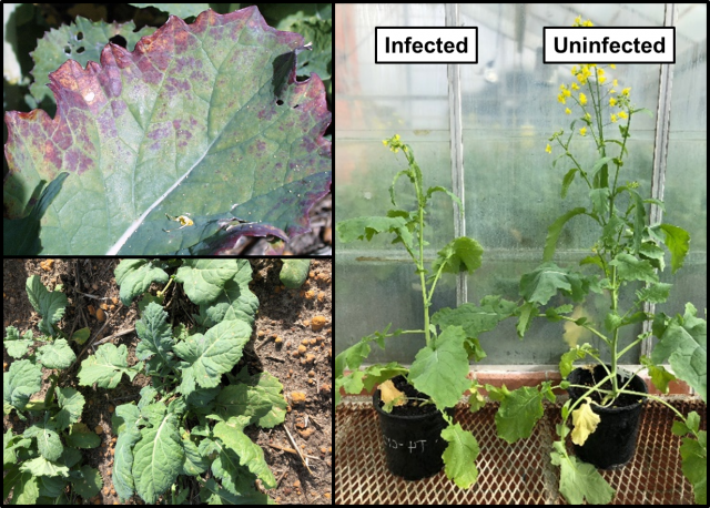 Image of some common symptoms of TuYV infection in canola, symptomless infection can also occur and still cause yield losses via reductions in pod number and seeds per pod.