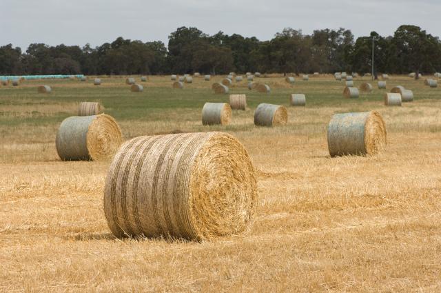 Large round bales of hay scattered through a paddock ready for collection