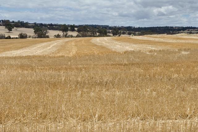 Cereal stubble left standing in the paddock Photograph of cereal stubble left standing in the paddock