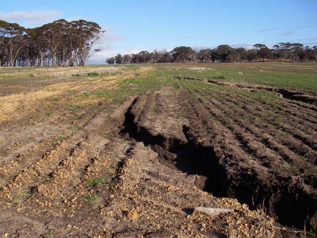 New rill erosion along knife point furrows