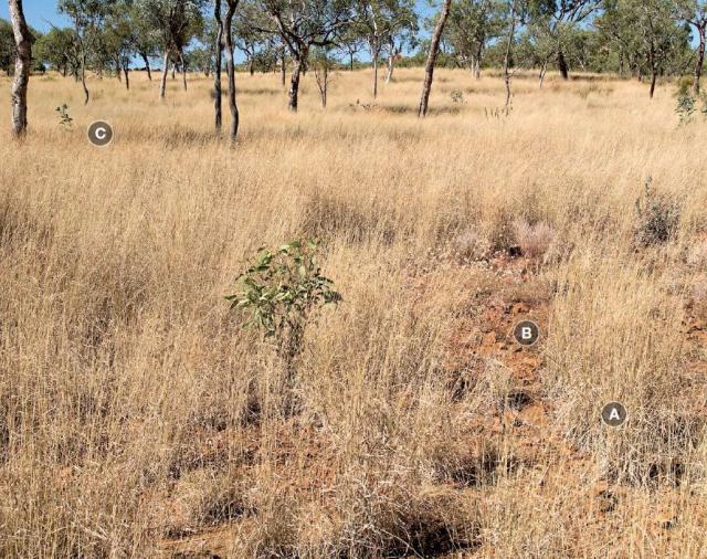 White grass bundle-bundle pasture in good condition is dominated by robust, vigorous desirable perennials Photograph of white grass/bundle-bundle pasture in good condition in the Kimberley