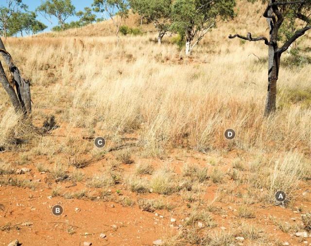 Most of the desirable species have been grazed out, leaving less palatable undesirable species Photograph of white grass/bundle-bundle pasture in poor condition in the Kimberley