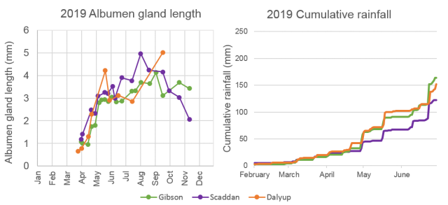 Figure 2c. Albumen gland development of snail populations sampled in 2019. Gland development started in mid-April after a dry summer and peaked by May