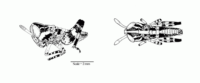 Southeastern Austroicetes, lateral and dorsal view of first instar Southeastern Austroicetes, lateral and dorsal view of first instar