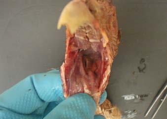 Collecting a tracheal swab