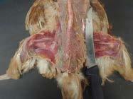 Disarticulating the legs