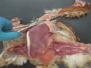Exposing the pectoral muscle Exposing the pectoral muscle