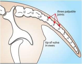 Tails should be docked to the 3rd palpable joint