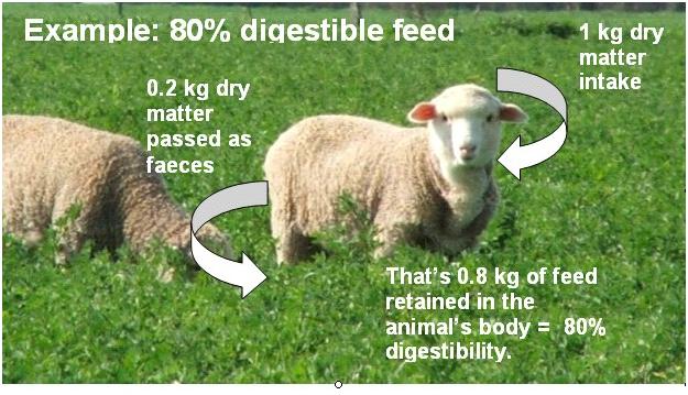 Example: for 1kg dry matter intake, 0.2kg is passed as faeces so 0.8kg is retained in the animal's body. This equals 80% digestibility