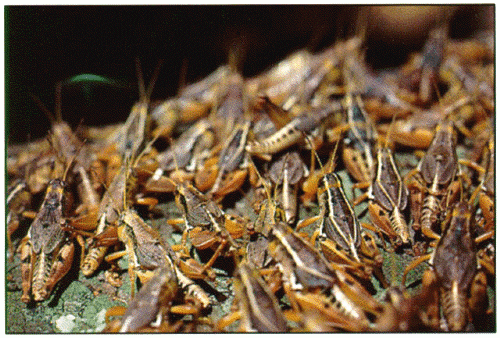 A dense aggregation of adult wingless grasshoppers