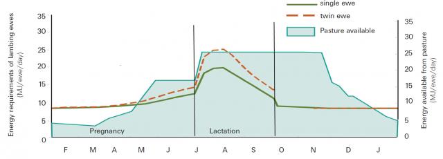 Energy demand of the reproducing ewe is met with a late winter lambing time.