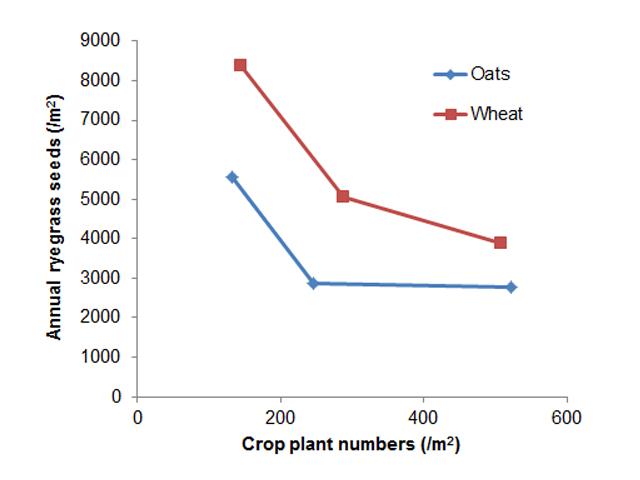 Figure 1: The effect of increasing plant numbers (50, 100 and 200 kg/ha seeding rate) of wheat and oats on the number of annual ryegrass seeds produced (Newdegate 1998, Sally Peltzer)