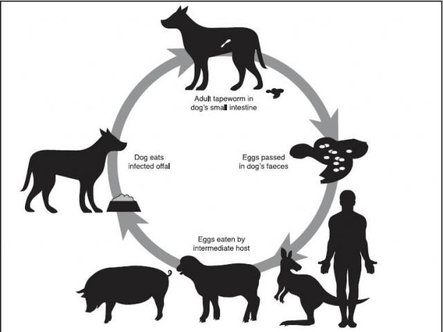 The lifecycle of the tape worm to hydatid in sheep The lifecycle of the tape worm to hydatid in sheep: Adult tapeworm in dog’s small intestine, eggs passed in dog’s faeces, eggs eaten by intermediate host, dog eats infected offal.
