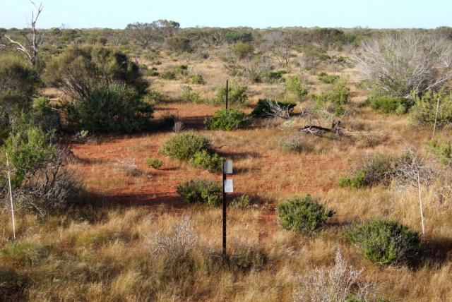 Click on image to see full size Photograph of a currant bush mixed shrub community in good condition