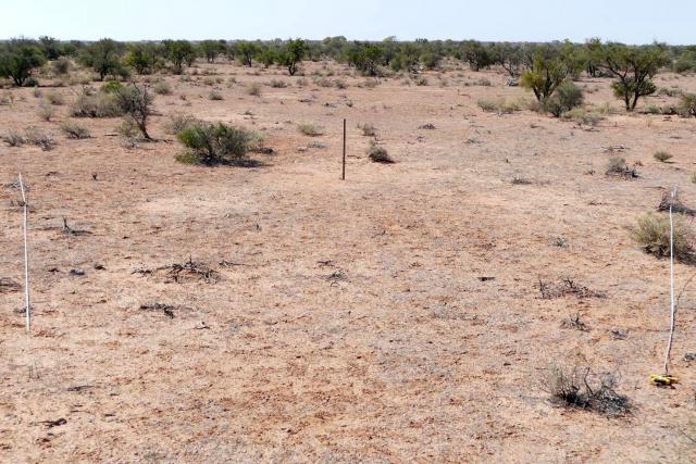 Click on image to see full size Photograph of a silver saltbush community in poor condition