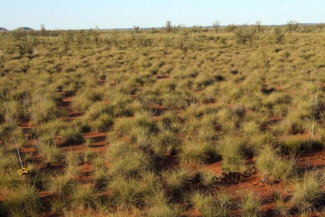 Click on image to see full size Photograph of soft spinifex in good condition