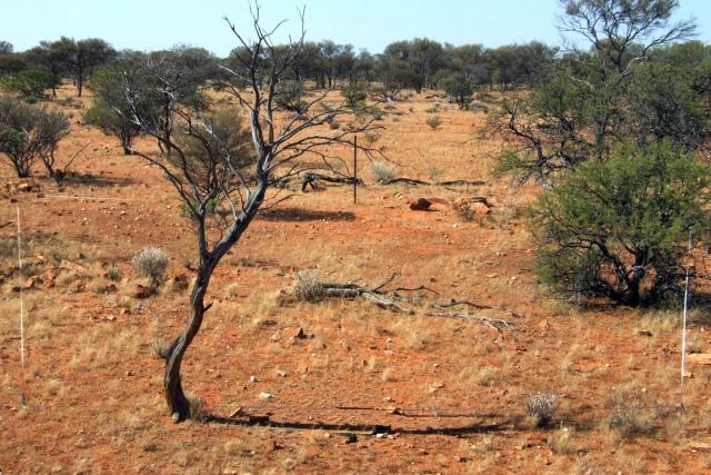 Photograph of a sandy granitic acacia shrub community in fair condition