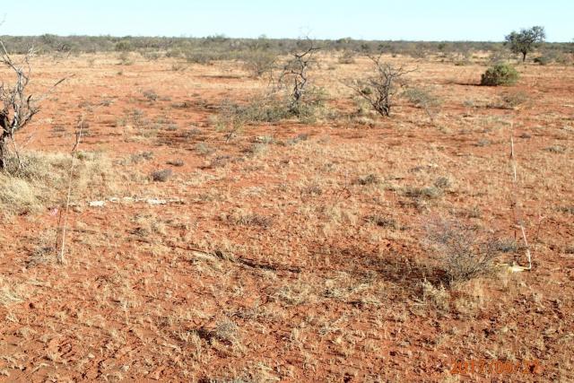Click on image to see full size Photograph of currant bush mixed shrub pasture in poor condition