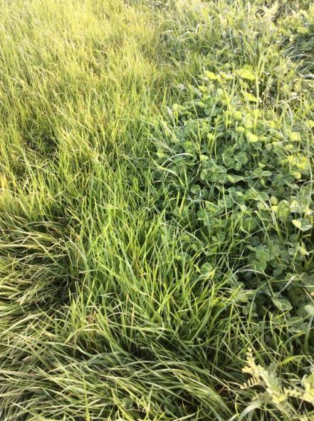 Photo shows the impact of suppression with clethodim on a dense kikuyu pasture that has a substantial subterranean clover seed bank. There is nil suppression on the left whereas there is suppression on the right with 0.5L/ha of clethodim Photo shows the impact of suppression with clethodim on a dense kikuyu pasture that has a substantial subterranean clover seed bank. There is nil suppression on the left whereas there is suppression on the right with 0.5L/ha of clethodim