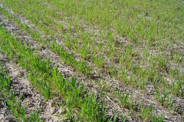 Photograph of N deficient wheat plants with large amounts of straw incorporated into the soil