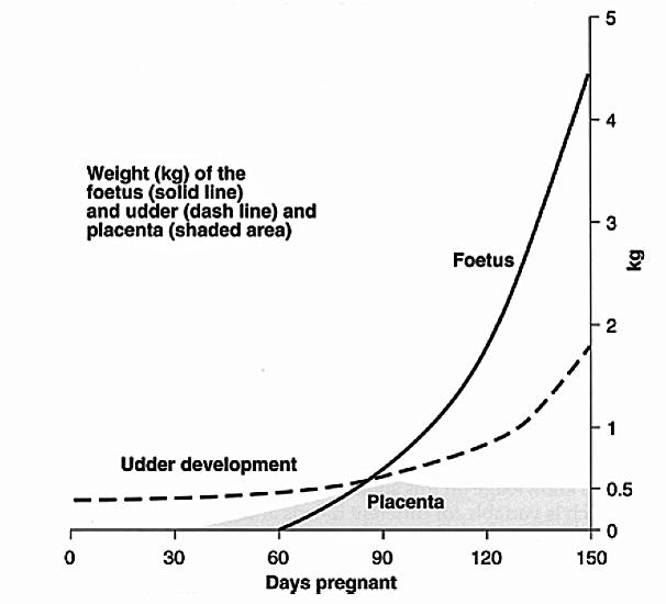 conceptus Graph showing how the increasing weight of the foetus is made up of placenta, udder and conceptus. Source D. Revell
