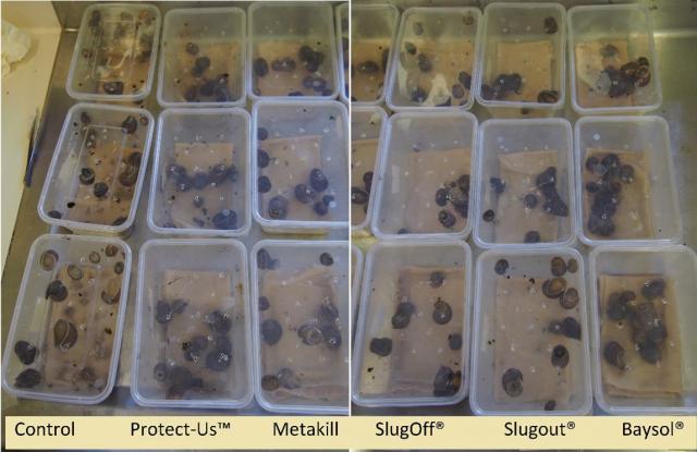Snails within different bait treatment enclosures