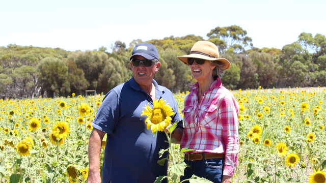 Peter and Wendy Bradshaw in a summer cover crop of sunflowers Peter and Wendy Bradshaw in a summer cover crop of sunflowers