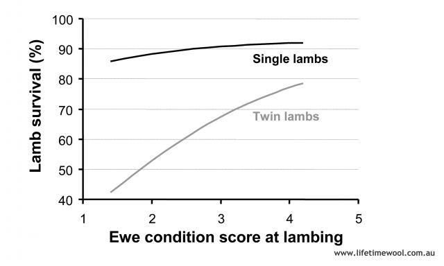 Ewe nutrition during late pregnancy and lambing has a large effect on lamb survival through it’s influence on lamb birth weight. Ewe nutrition during late pregnancy and lambing has a large effect on lamb survival through it’s influence on lamb birth weight.