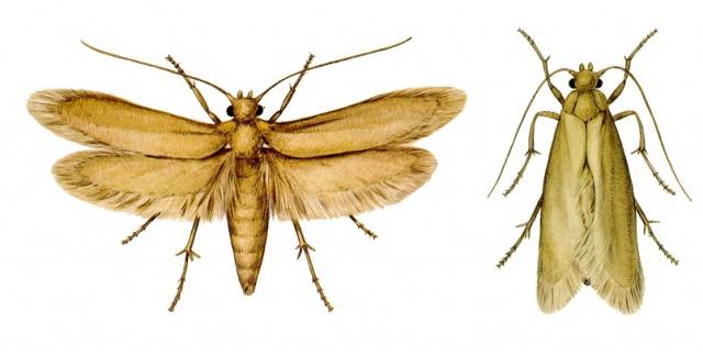 Webbing clothes moth, Tineola bisselliella